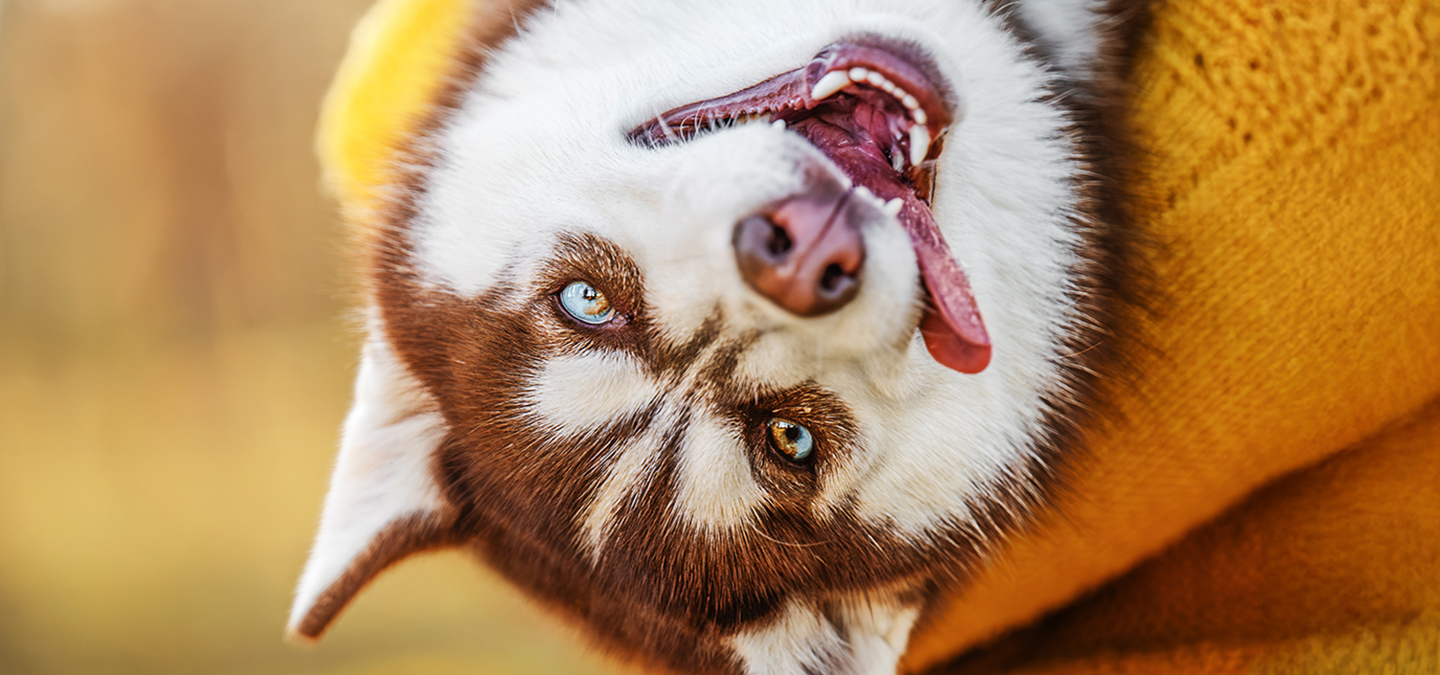 A husky puppy is cradled upside down in his owner's arms, surrounded by the brilliant colors of fall.