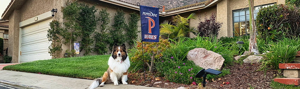 Home with Pepperdine yard flag and dog